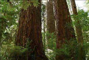 Three large tree trunks rise from a lush forest floor. 
